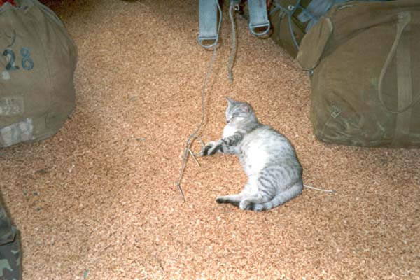 Местная кошка